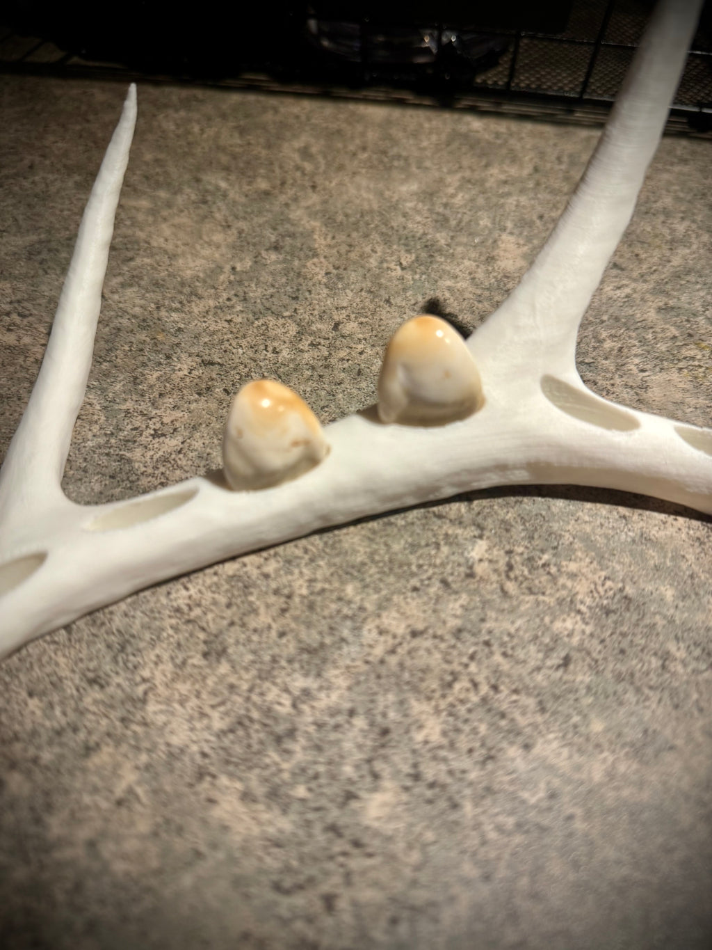 Elk Antler Ivory Display