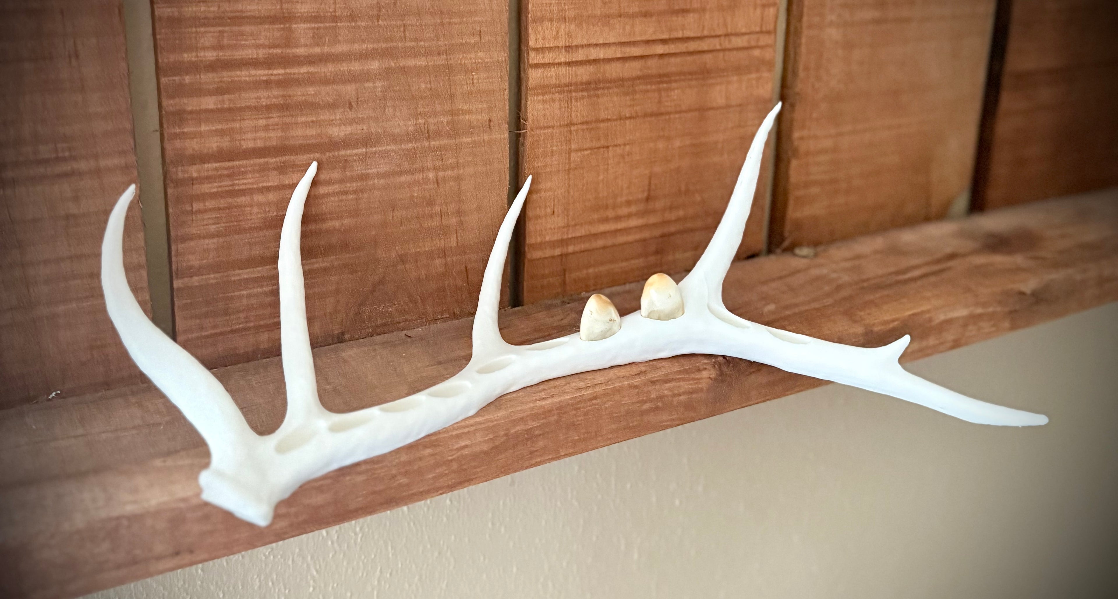 Elk Antler Ivory Display