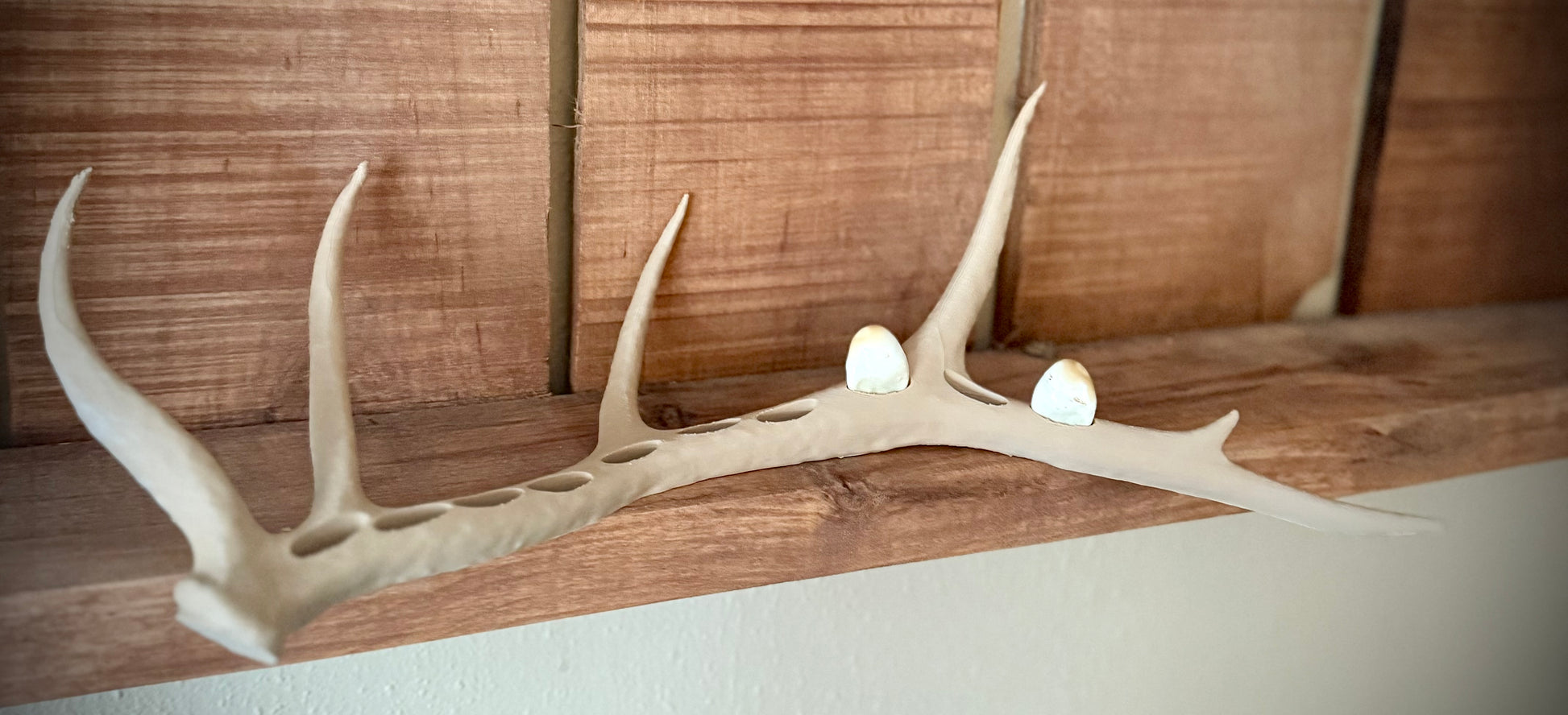 Elk Antler Ivory Display
