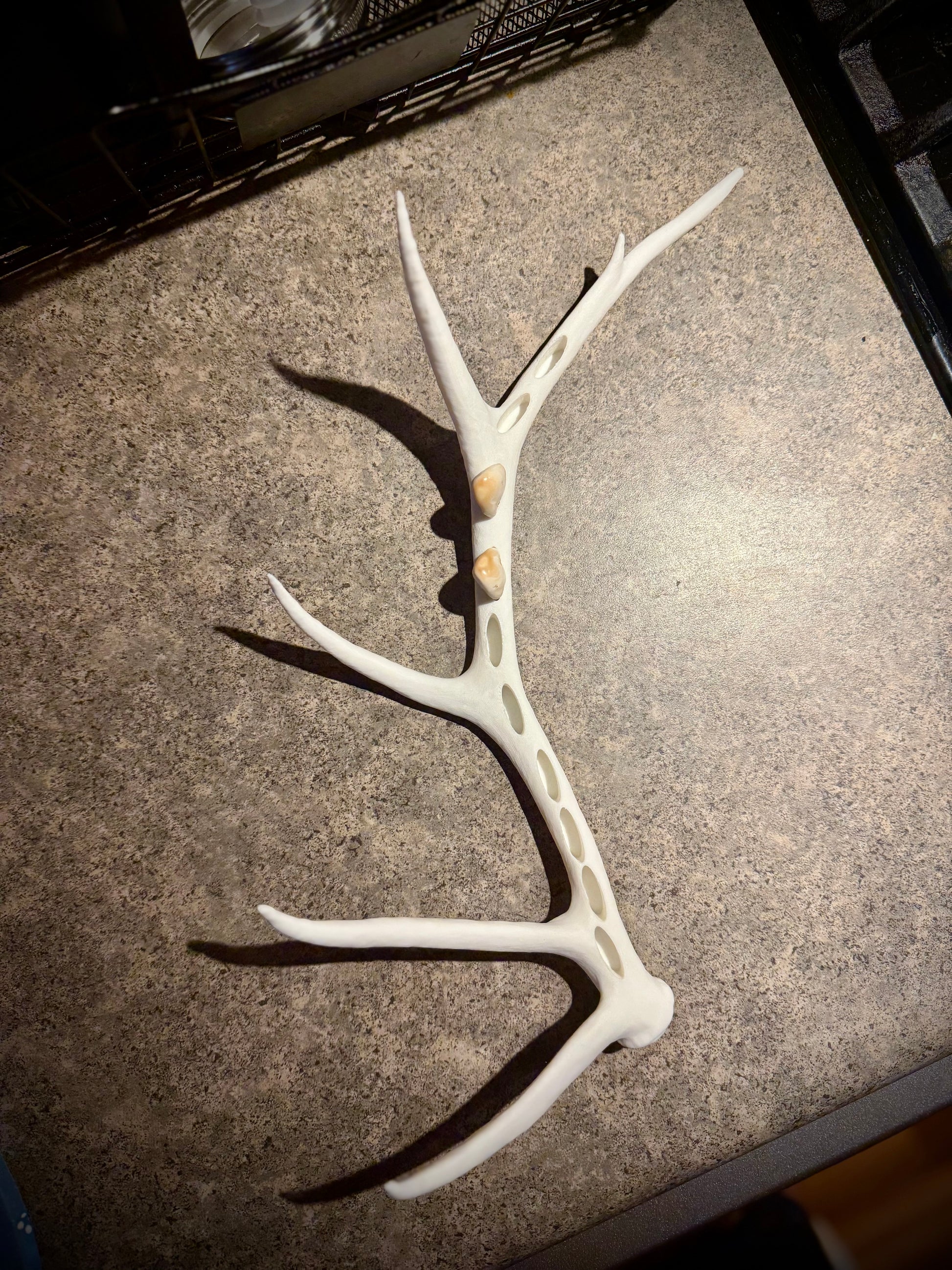 Elk Antler Ivory Display