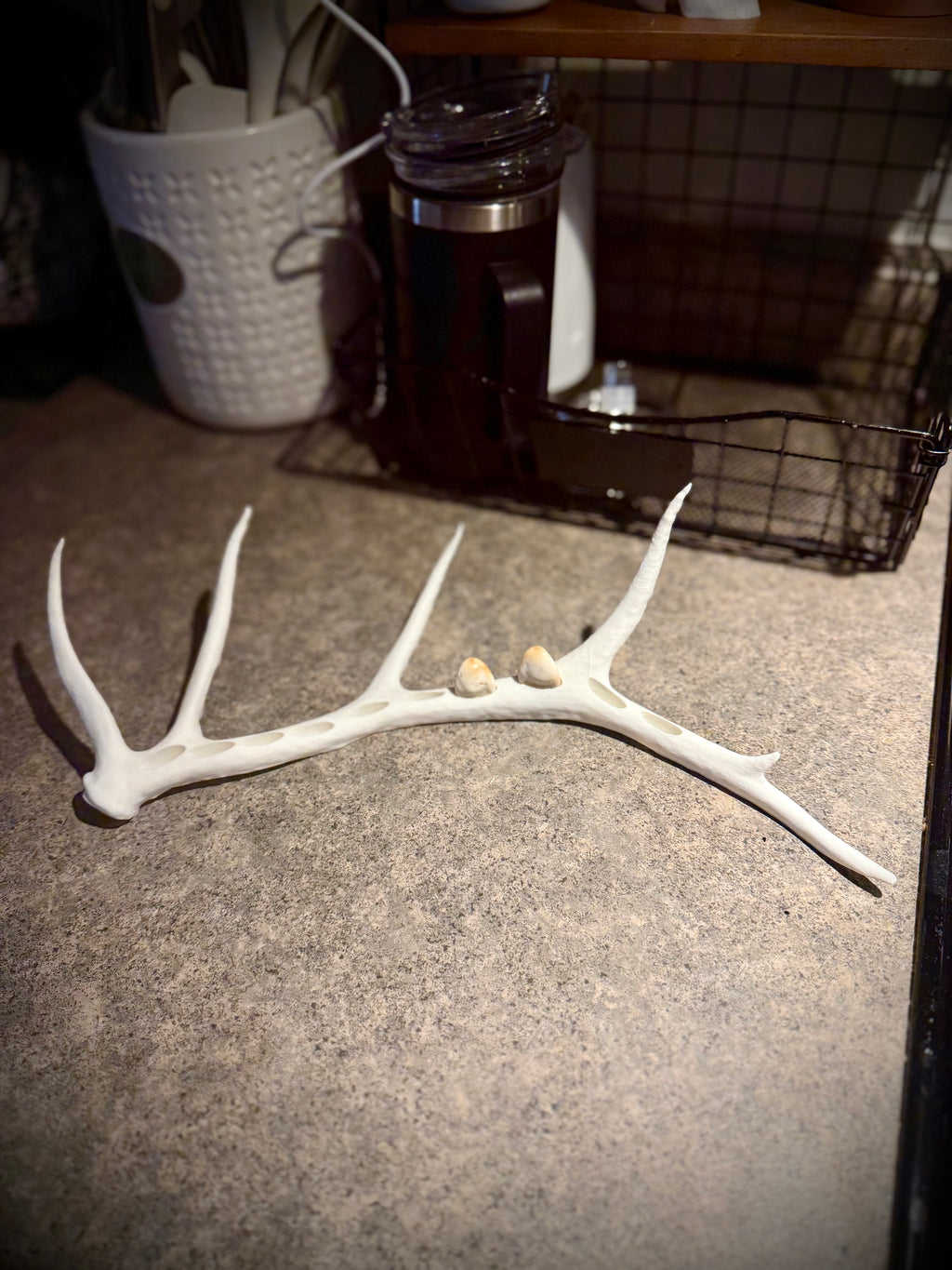 Elk Antler Ivory Display