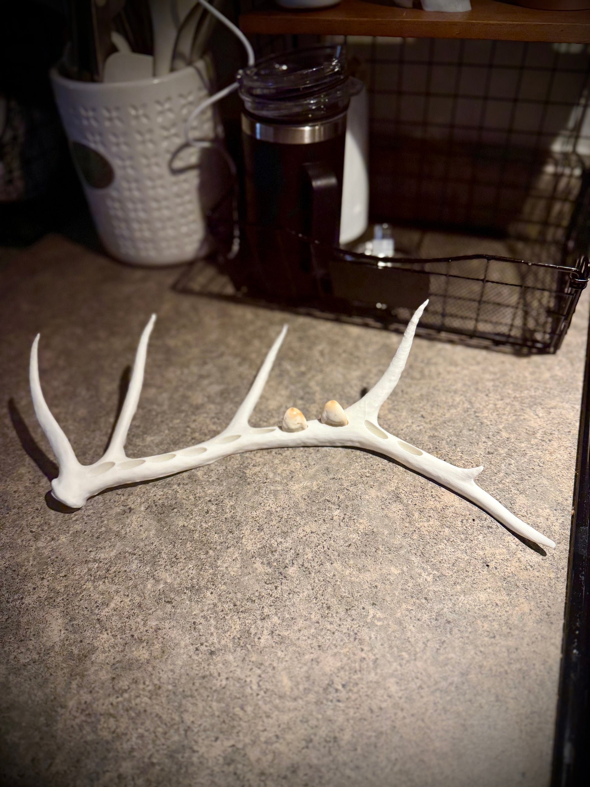 Elk Antler Ivory Display