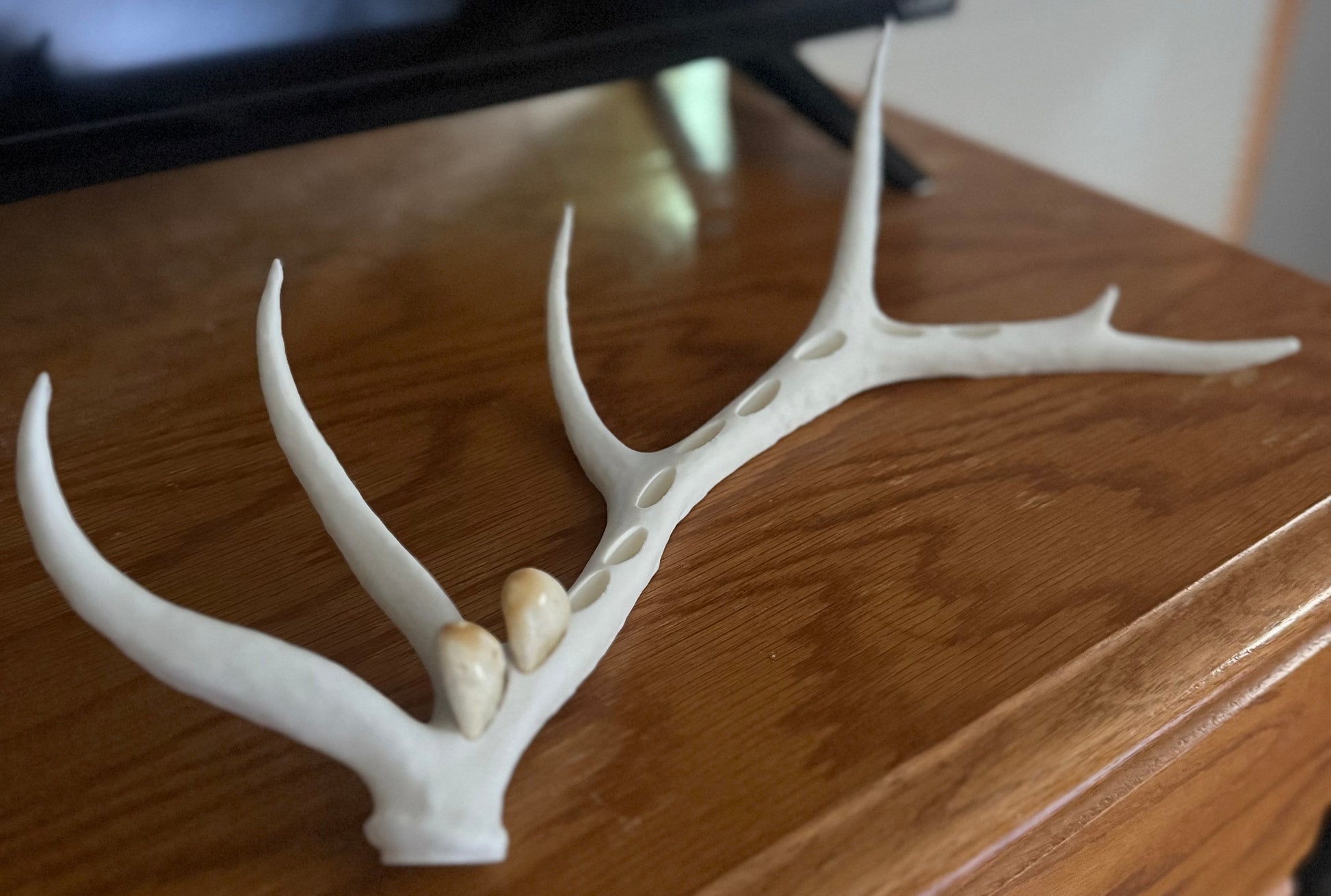 Elk Antler Ivory Display